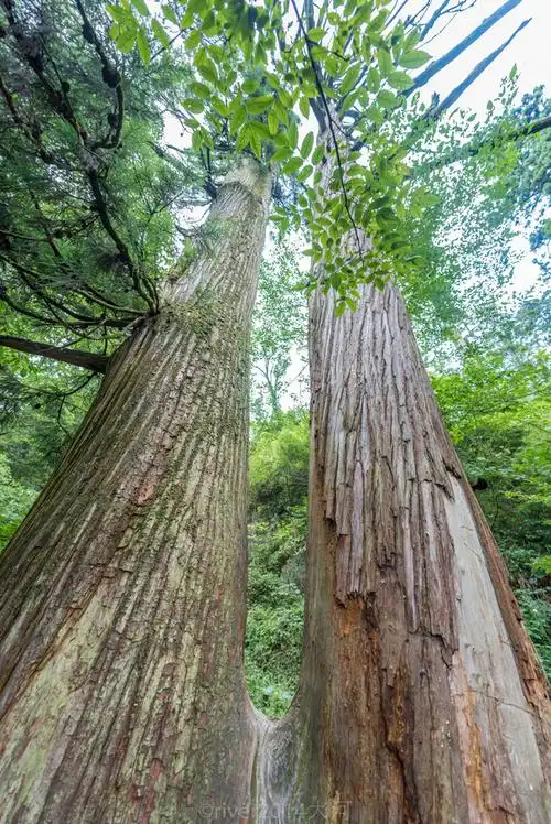 杭州临安西天目山,世界最大古柳杉群