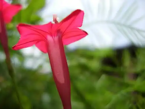 夏天的花之茑萝