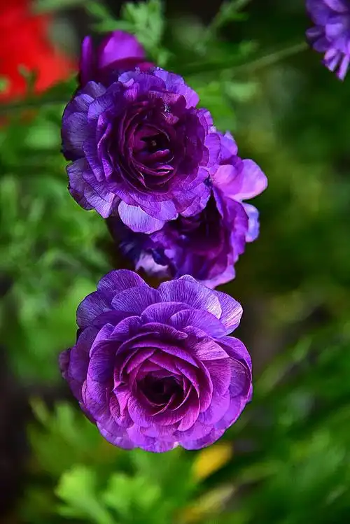 花毛莨/摄于郑州市绿城广场(上)