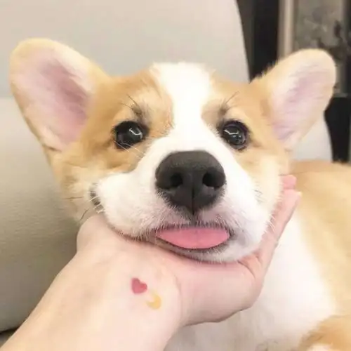 萌宠搞怪动物头像_微信头像_我要个性网