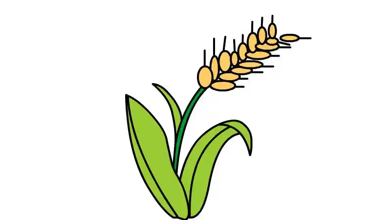 水稻怎么画简单又好看 水稻怎么画简笔画图片-养娃家
