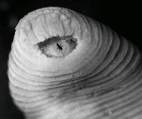 秘鲁 新种 暴龙水蛭 图 影