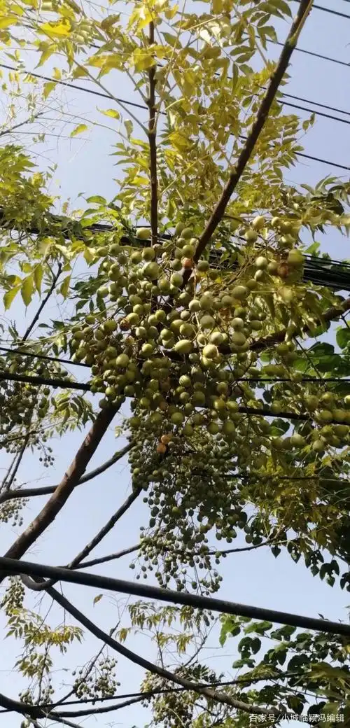 临颍老家的楝子树老乡们还记得吗?