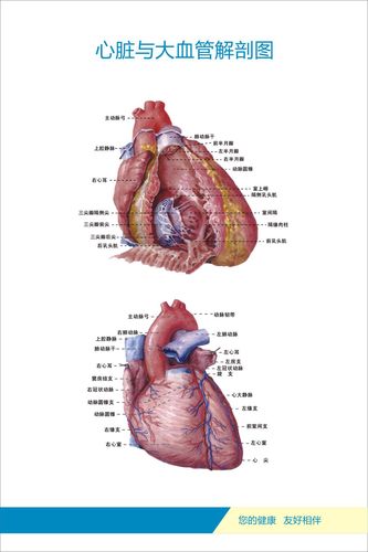 733海报印制写真121人体各部位器官剖解图11心脏与大血管解剖图