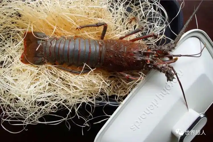 比澳龙贵一倍的日本伊势龙虾到底是什么来头