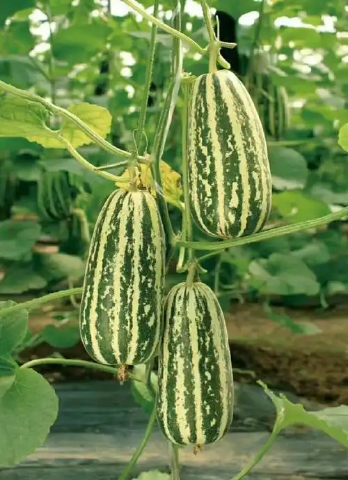 23_产品图片_潍坊苹果批发基地,潍坊西瓜栽培基地,潍坊甜瓜供应商