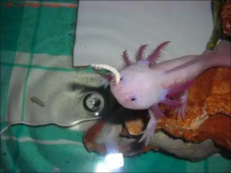 一种鱼像壁虎一样迎着水往上爬叫什么名字