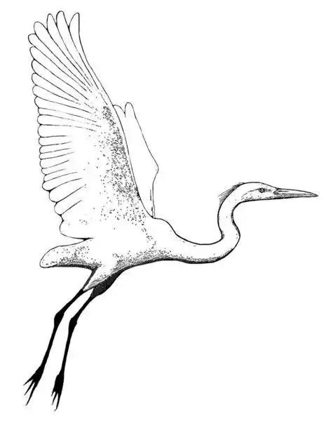 白鹭放哨图简笔画动物