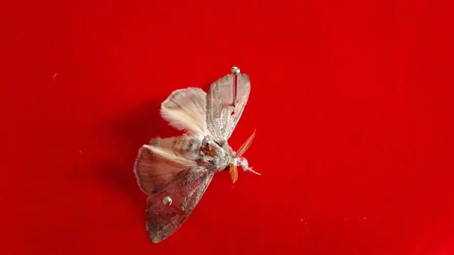 请大家看一下这是什么蛾?