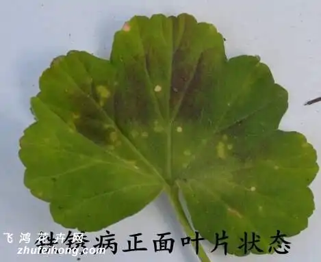 天竺葵常见病虫害图