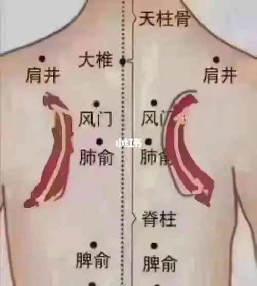 肩胛骨为什么容易堵?