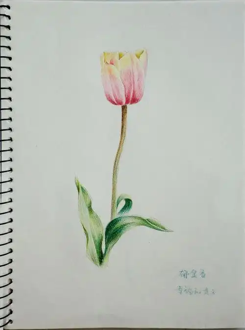 彩色铅笔手绘画花3