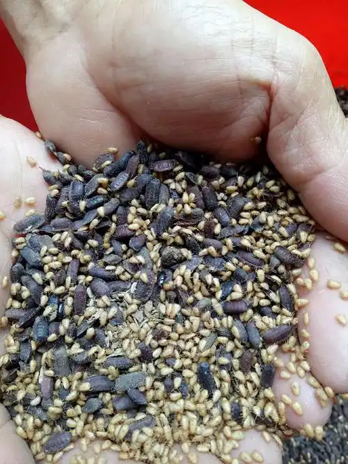 土元的功效与作用附食用方法和禁忌