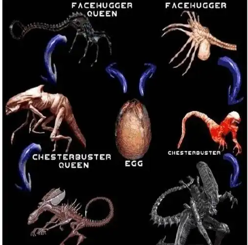 异形契约据说90的人都没看清过异形样子