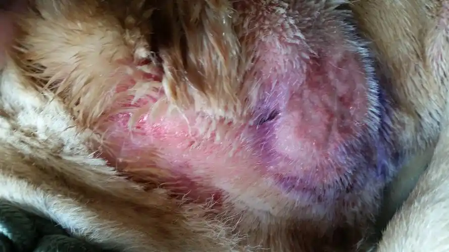 狗狗得了严重的螨虫应该怎么治疗更快!