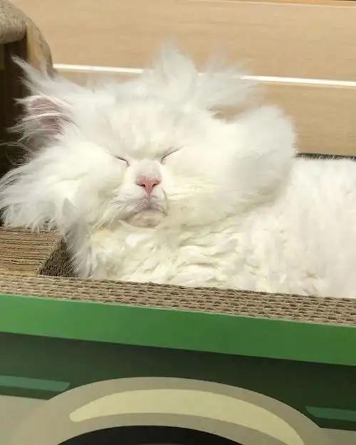 像极了你刚睡醒的样子哈哈哈_宠物_宠物成精了_宠物_猫