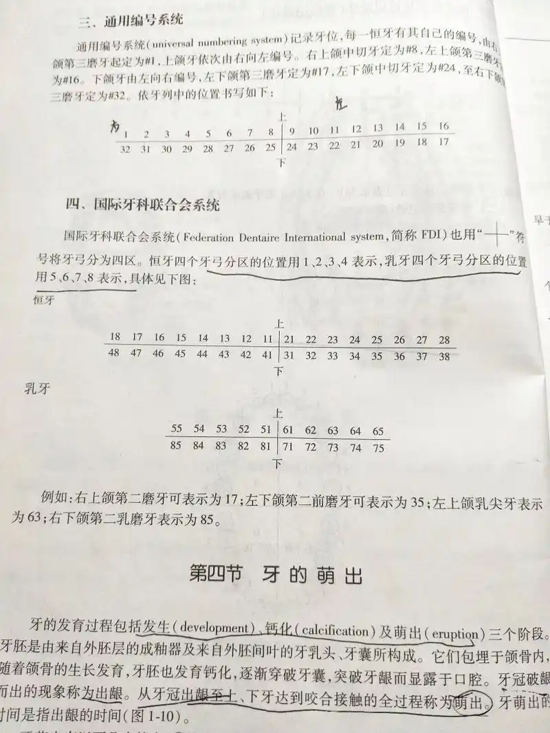 临床常用牙位记录法 乳牙:6个月左右乳牙开始萌出,至2岁半左右20个