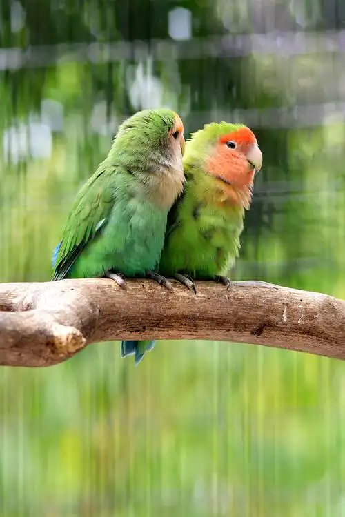 红桃脸情侣鹦鹉