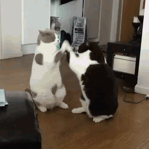 萌宠猫咪哥俩好打闹gif动图_动态图_表情包下载_soogif