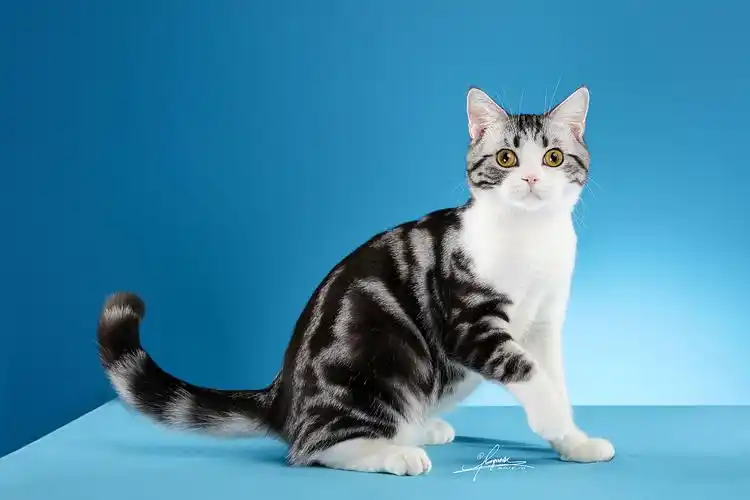 美国短毛猫
