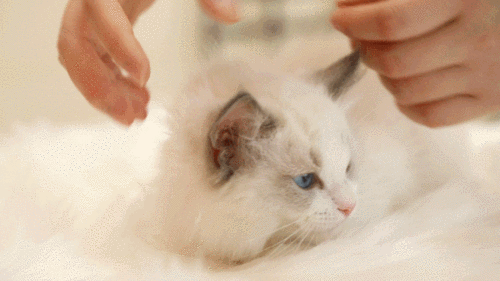 布偶猫需要纯人工繁育,难度较高且数量稀少,所以每一只都是行走的人民