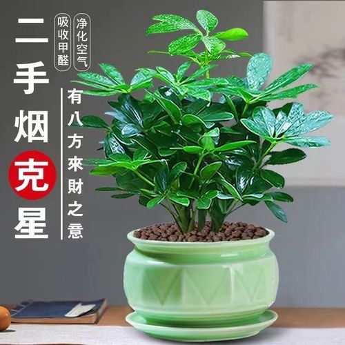 八方来财鸭脚木盆栽易活植物办公室内绿植七叶莲净化空气花吸甲醛