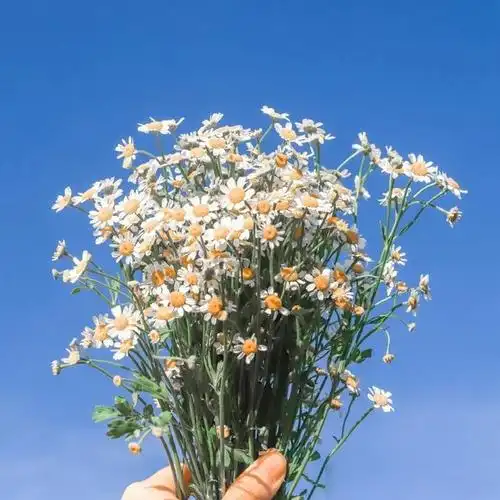 优质早安句子干净阳光开启正能量满满的一天