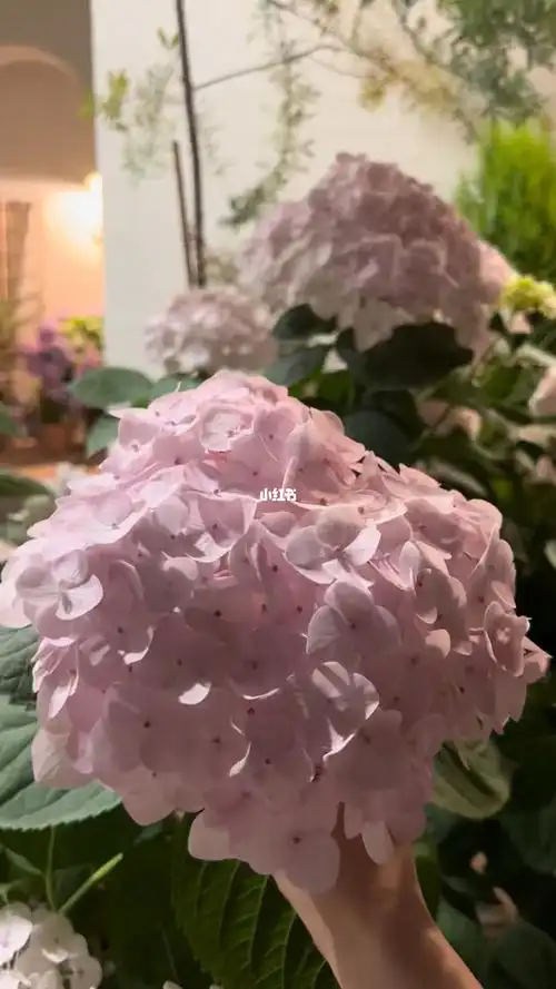 很喜欢的一款绣球无尽夏新娘