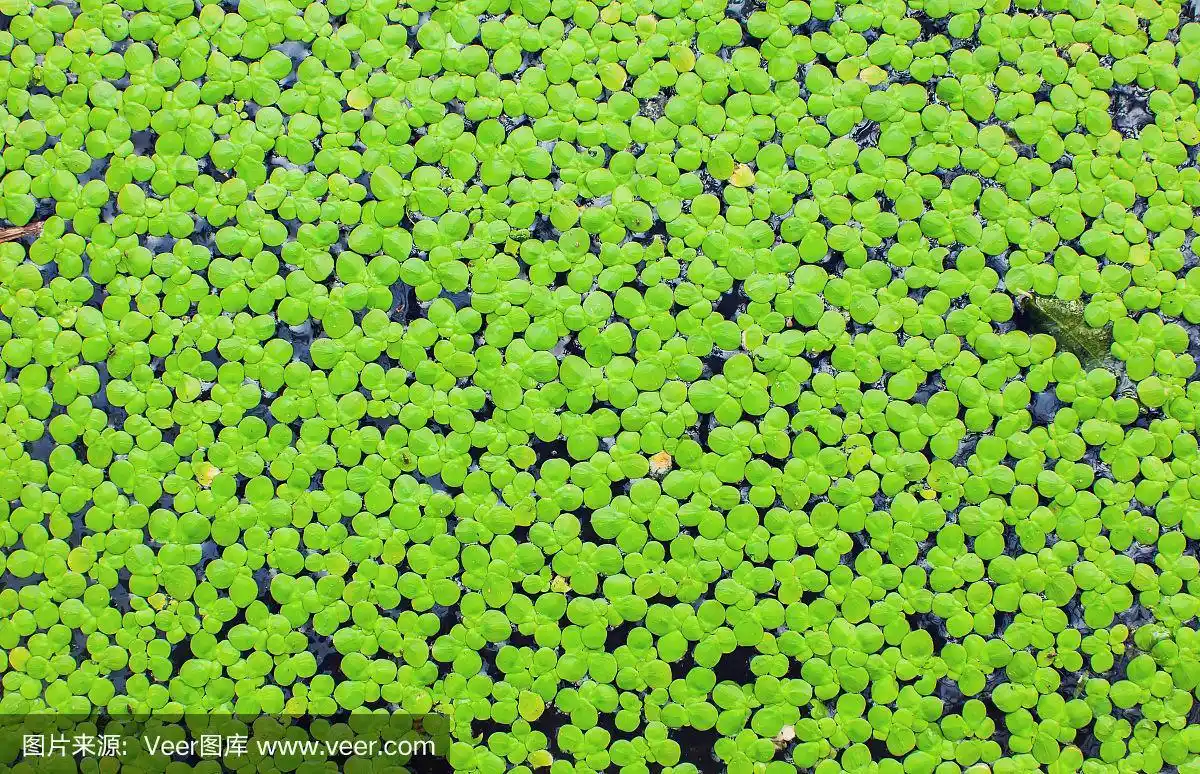 以水中天然绿色浮萍为背景或质地.