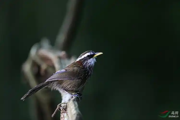 低光度林鸟拍摄尝试