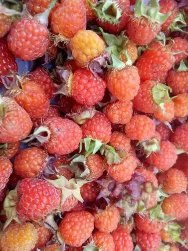 绝对的纯天然野生水果恐怕城里人没见过也没吃过吧