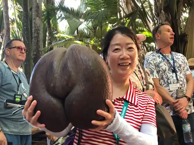 塞舌尔普拉兰岛特有的海椰子