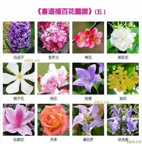 【百花图谱】
