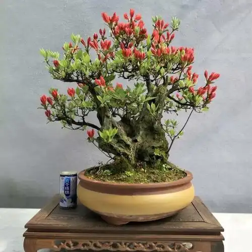 精品映山红杜鹃花树桩花卉盆景高档别墅庭院栽种植物