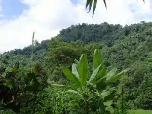 Ū ԭʼ _Ū 图片_百度百科