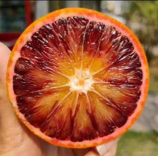 你见过红得发紫的橙子吗?快来了解一下血橙的"血"色之谜!