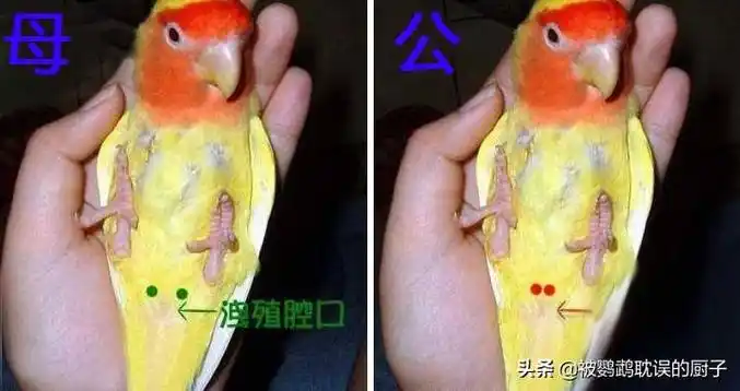 虎皮鹦鹉大多看鼻子,牡丹鹦鹉大多靠手摸,就是用手摸泄殖腔:公鸟可以