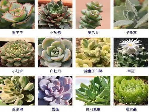 255种多肉植物图片及名称ppt