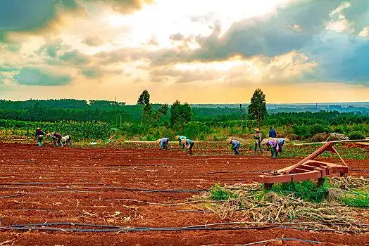 番薯,农田,种植,绿色植物,农业,农民,木瓜,田地