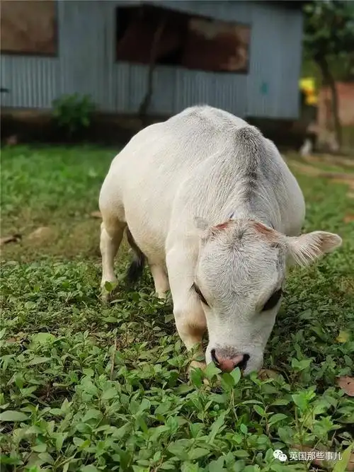 成千上万人不顾疫情封城,赶来围观这头"世界上最小的牛"!