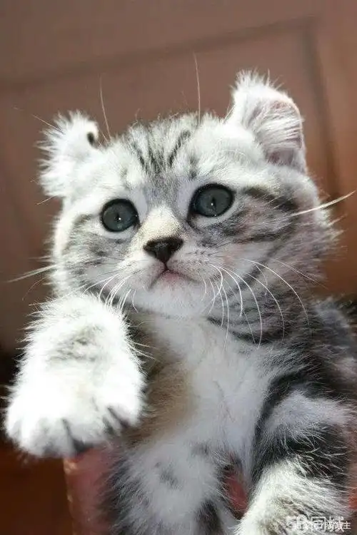 喵星稀有新成员(美国卷耳猫)
