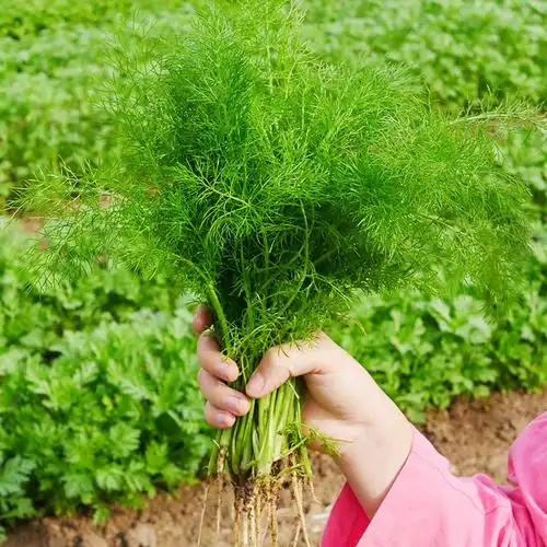茴香种子种籽苗秧食用小回香盆栽秧苗籽种茴香菜苗种带根菜苗菜籽