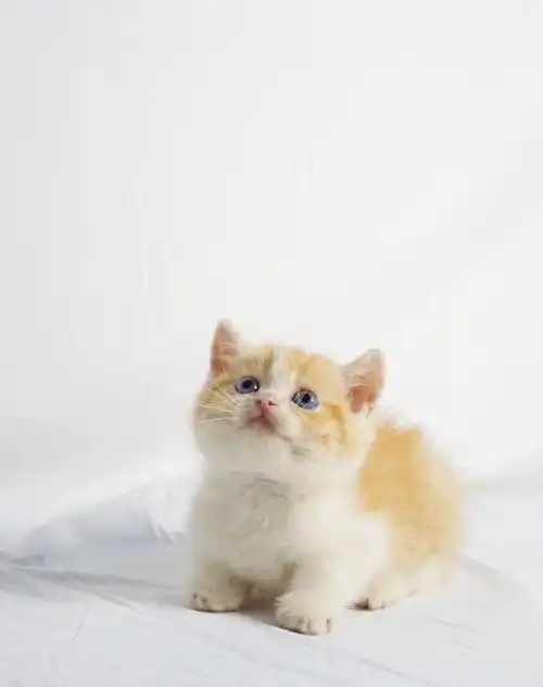 英短橘白大橘为重的小胖纯种英短