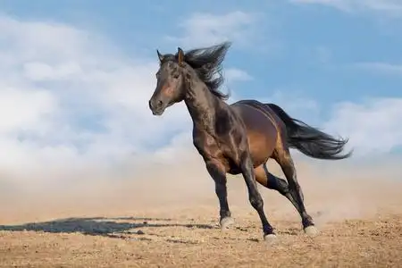 长鬃毛的海湾马在沙漠尘埃中快速奔跑照片