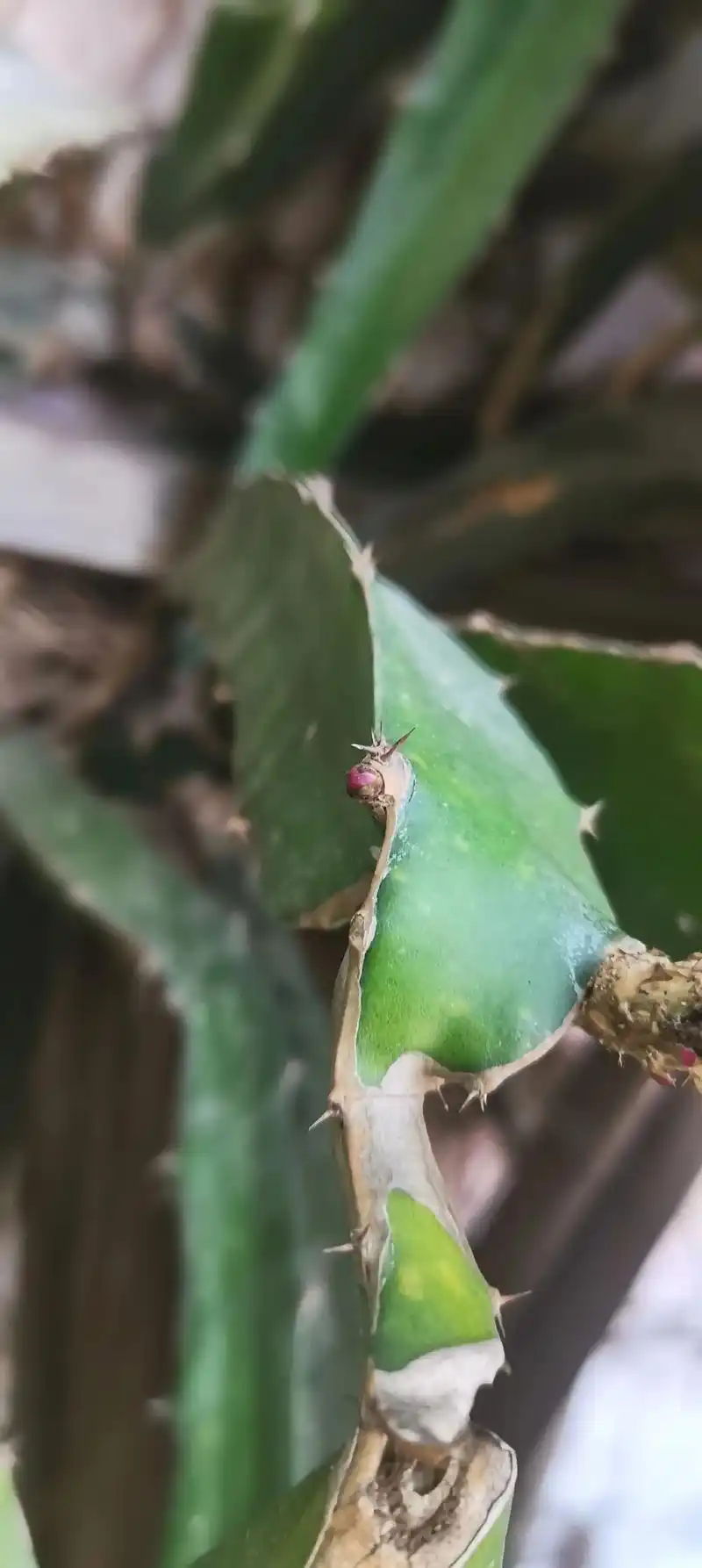 记录火龙果生长过程.#火龙果 长大皆不易,不论植物还是别的什