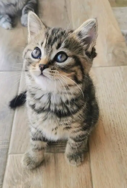 家养金虎斑小美短,喜欢的可以联系我