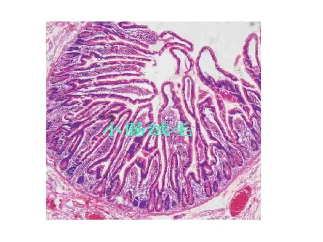 小肠上皮细胞培养ppt