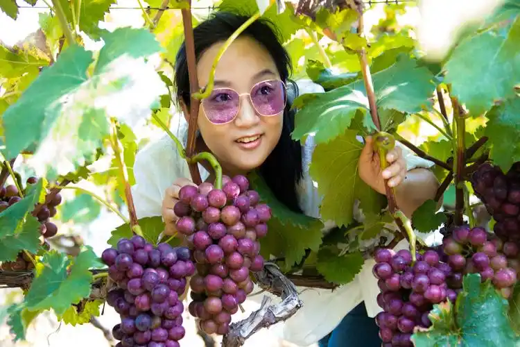 葡萄采摘节上的美女们(三) - 秦风汉韵 - 图虫