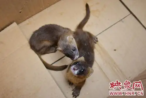 臊味扑鼻!郑州一商铺电脑桌旁住了一窝黄鼠狼