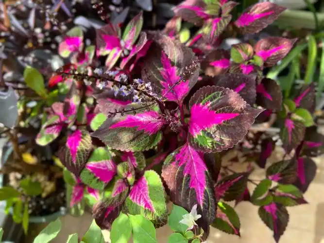 无限复活彩叶草